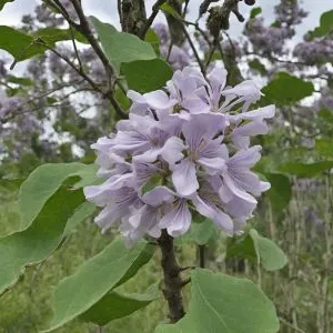 paulownia shantong