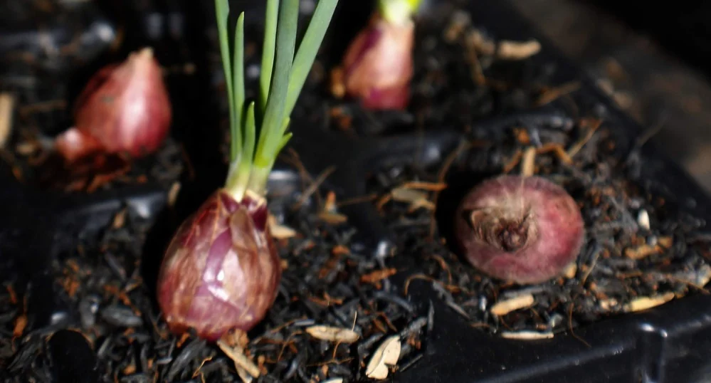 Bio Schalotten pflanzen