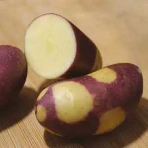 Saatkartoffeln kaufen